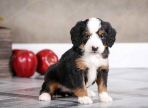 female mini bernedoodle near Chicago Illinois