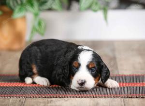 female mini bernedoodle near Chicago Illinois