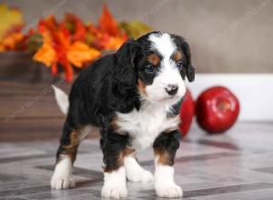female mini bernedoodle near Chicago Illinois