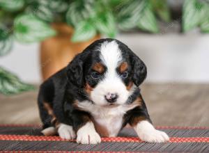 female mini bernedoodle near Chicago Illinois