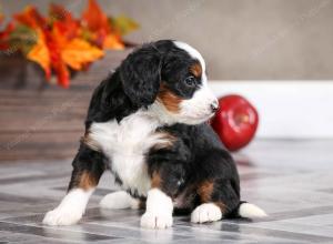 female mini bernedoodle near Chicago Illinois