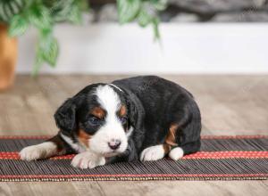 female mini bernedoodle near Chicago Illinois