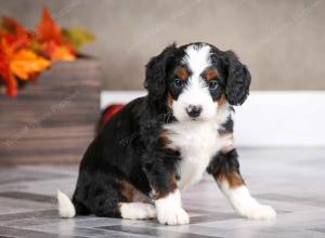 female mini bernedoodle near Chicago Illinois