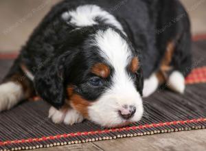 female mini bernedoodle near Chicago Illinois