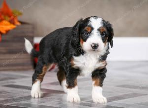female mini bernedoodle near Chicago Illinois