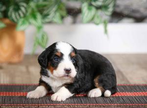 female mini bernedoodle near Chicago Illinois