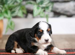 female mini bernedoodle near Chicago Illinois