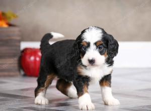 female mini bernedoodle near Chicago Illinois