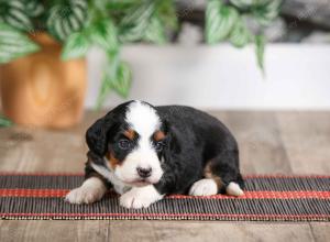 female mini bernedoodle near Chicago Illinois