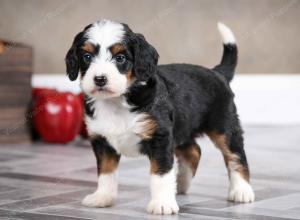 female mini bernedoodle near Chicago Illinois