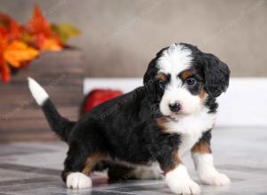 female mini bernedoodle near Chicago Illinois