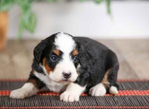 female mini bernedoodle near Chicago Illinois