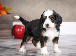 female mini bernedoodle near Chicago Illinois