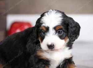female mini bernedoodle near Chicago Illinois