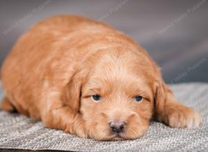 tri-colored male mini bernedoodle near Chicago Illinois