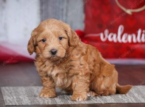 male tiny bernedoodle near Chicago Illinois