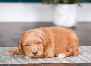 tri-colored male mini bernedoodle near Chicago Illinois