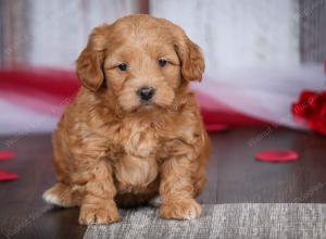 male tiny bernedoodle near Chicago Illinois