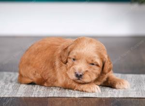 tri-colored male mini bernedoodle near Chicago Illinois