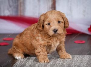 male tiny bernedoodle near Chicago Illinois