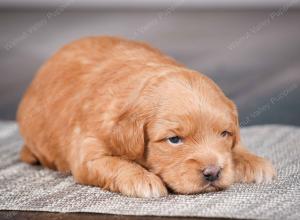 tri-colored male mini bernedoodle near Chicago Illinois