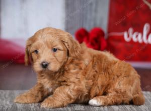 male tiny bernedoodle near Chicago Illinois