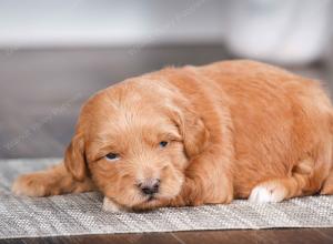 tri-colored male mini bernedoodle near Chicago Illinois