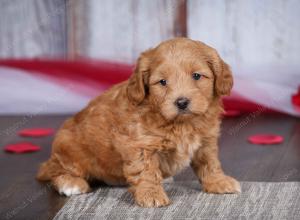 male tiny bernedoodle near Chicago Illinois