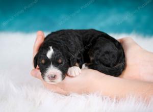 tri-colored male mini bernedoodle near Chicago Illinois