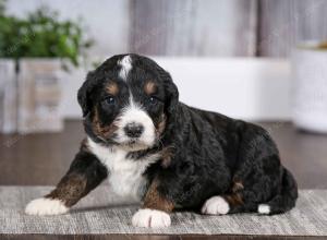 tri-colored male mini bernedoodle near Chicago Illinois