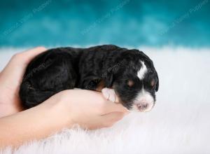 tri-colored male mini bernedoodle near Chicago Illinois