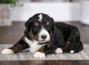 tri-colored male mini bernedoodle near Chicago Illinois