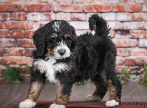 tri-colored male mini bernedoodle near Chicago Illinois