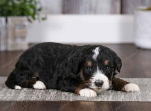 tri-colored male mini bernedoodle near Chicago Illinois