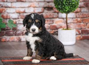 tri-colored male mini bernedoodle near Chicago Illinois