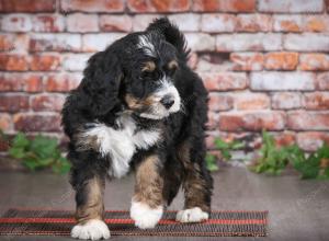 tri-colored male mini bernedoodle near Chicago Illinois