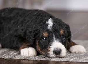 tri-colored male mini bernedoodle near Chicago Illinois