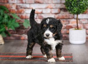 tri-colored male mini bernedoodle near Chicago Illinois