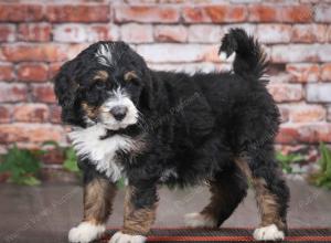 tri-colored male mini bernedoodle near Chicago Illinois