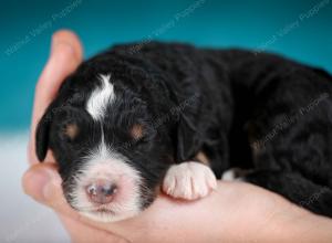 tri-colored male mini bernedoodle near Chicago Illinois