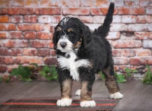 tri-colored male mini bernedoodle near Chicago Illinois