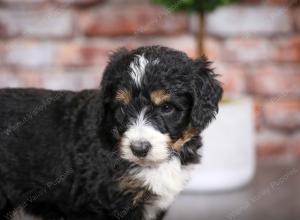 tri-colored male mini bernedoodle near Chicago Illinois