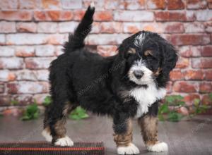 tri-colored male mini bernedoodle near Chicago Illinois