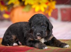 tri-colored standard bernedoodle near Chicago Illinois