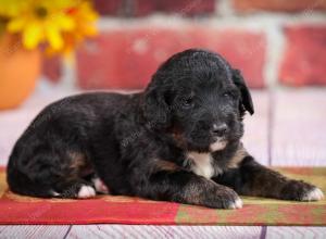 tri-colored standard bernedoodle near Chicago Illinois