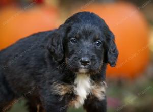 tri-colored standard bernedoodle near Chicago Illinois