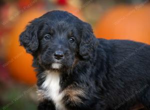 tri-colored standard bernedoodle near Chicago Illinois