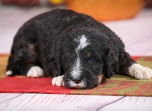 tri-colored standard bernedoodle near Chicago Illinois