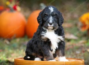 tri-colored standard bernedoodle near Chicago Illinois