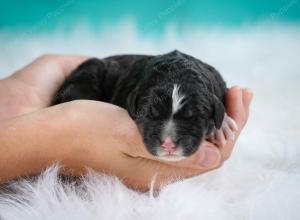 tri-colored standard bernedoodle near Chicago Illinois